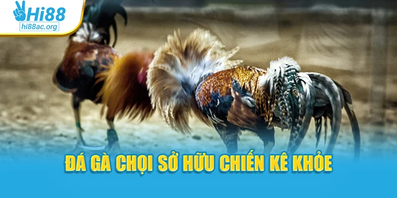 Đá gà chọi sở hữu chiến kê khỏe