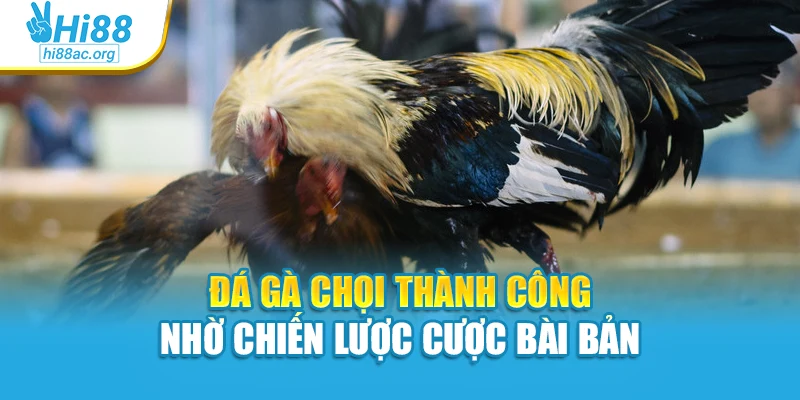 Đá gà chọi thành công nhờ chiến lược cược bài bản