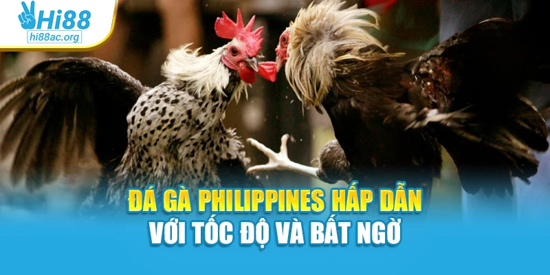 Đá gà Philippines hấp dẫn với tốc độ và bất ngờ