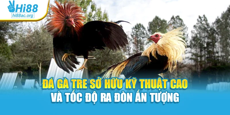 Đá gà tre sở hữu kỹ thuật cao và tốc độ ra đòn ấn tượng