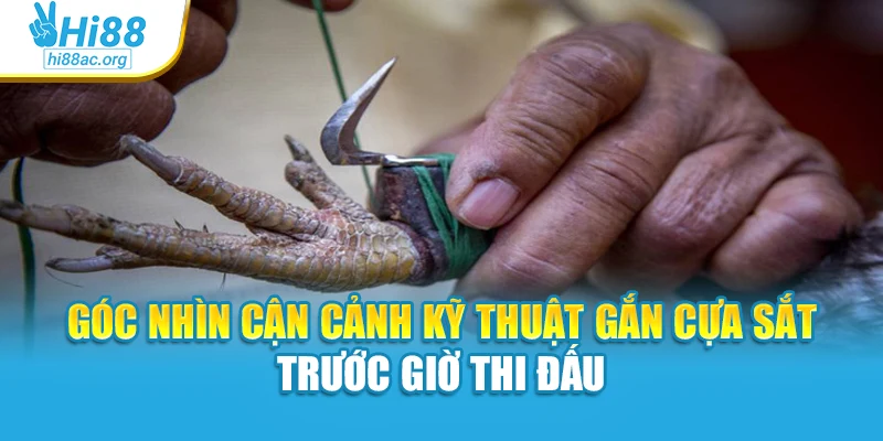 Góc nhìn cận cảnh kỹ thuật gắn cựa sắt trước giờ thi đấu