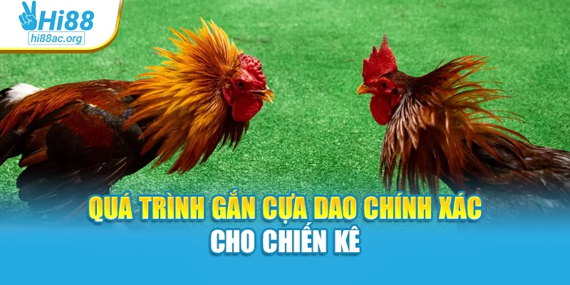 Quá trình gắn cựa dao chính xác cho chiến kê