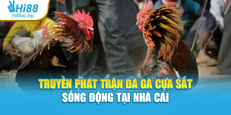 Truyền phát trận đá gà cựa sắt sống động tại nhà cái